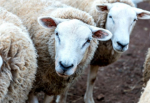 Lanza Desarrollo Rural convocatoria para la adquisición de borregos