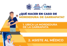 Cuida tu familia de la rickettsia; Municipio te dice qué hacer si te pica una garrapata