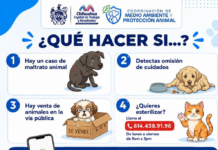 ¿Encontraste un perro en situación de calle? Municipio te orienta sobre dónde reportarlo