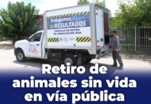 ¿Viste un animal sin vida en la calle? Repórtalo al Municipio para retirarlo