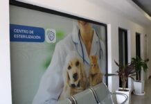 Protege su salud: promueve Municipio la esterilización responsable de perros y gatos