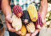 Día Nacional del Maíz: México celebra uno de sus alimentos más representativos