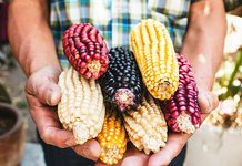 Día Nacional del Maíz: México celebra uno de sus alimentos más representativos