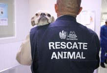 Fortalece Municipio atención y recuperación de animalitos en Chihuahua Capital