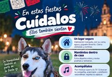 Protege a tus animalitos del ruido de la pirotecnia en estas fiestas patrias: Municipio