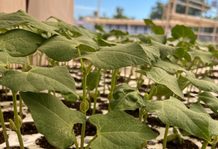 Buscan investigadores de FCQ-UACH desarrollar biofertilizantes a partir de vinazas de sotol