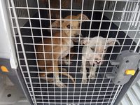 Resguarda Gobierno Municipal a tres cachorros por presunto maltrato animal