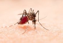 Reitera Salud la importancia de eliminar agua acumulada para prevenir el dengue