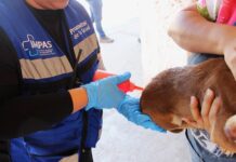 Continúa Municipio acciones contra la rickettsia; llevará “Patio de mi Casa” a cuatro colonias