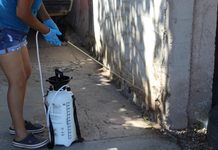 Clima húmedo aumenta riesgo de rickettsia, sigue recomendaciones: Municipio