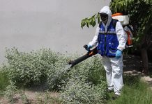 Para prevenir la rickettsia, llevará Municipio brigadas de Patio de Mi Casa a cuatro colonias