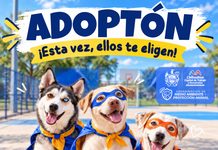 Prepara Municipio evento de adopción donde perritos podrían elegir a su cuidador