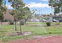 Recibe Gobierno Municipal donación de 40 árboles para fortalecer las áreas verdes